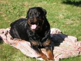 LA C MON CHIEN